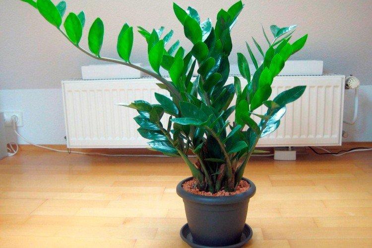 Замиокулькас - Самые неприхотливые комнатные растения