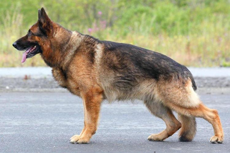 Немецкая овчарка - Самые послушные породы собак