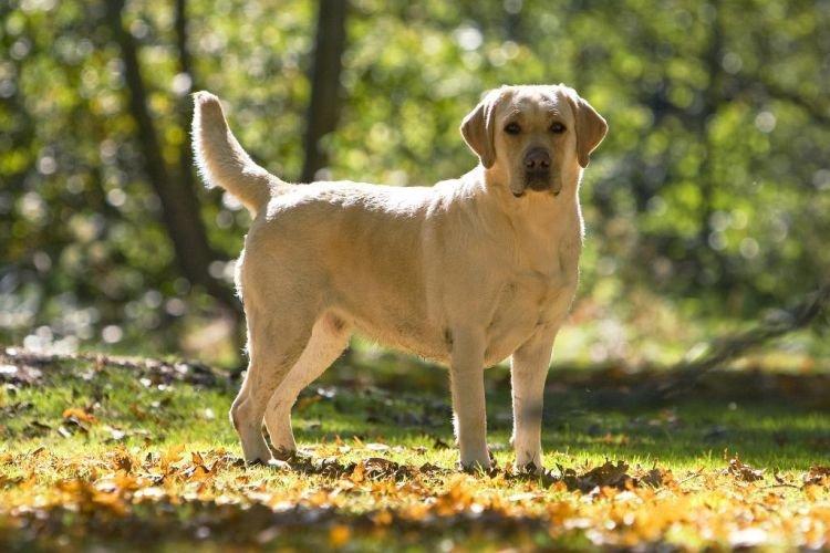 Лабрадор-ретривер - Самые послушные породы собак
