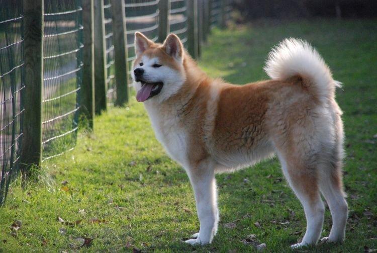 Акита - Самые послушные породы собак