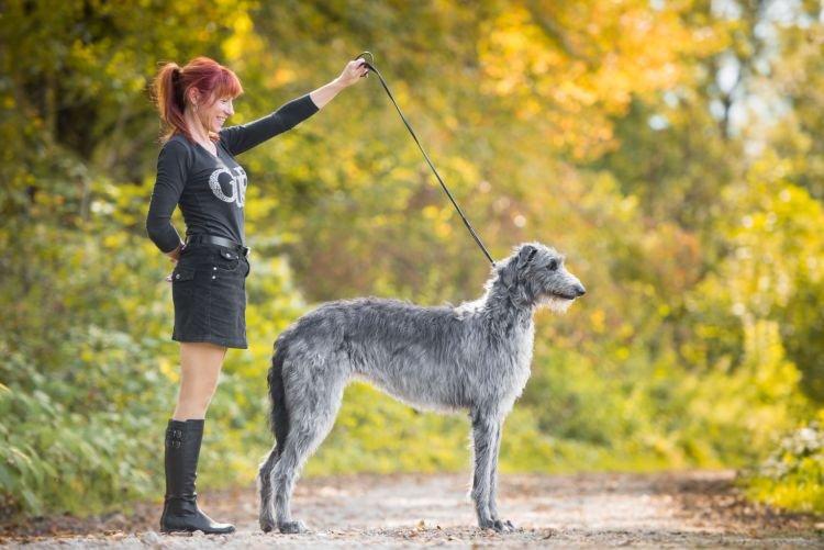 Шотландский дирхаунд - Самые послушные породы собак