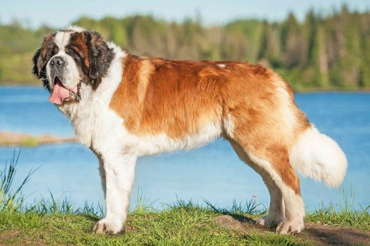 Сенбернар - Самые послушные породы собак