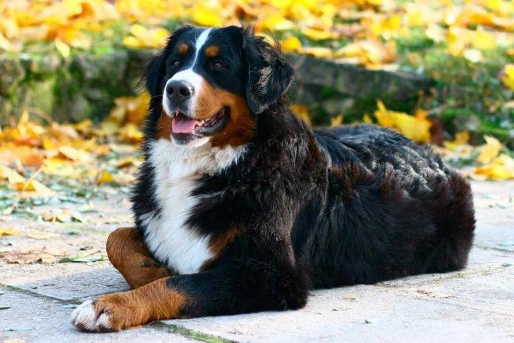 Бернский зенненхунд - Самые послушные породы собак