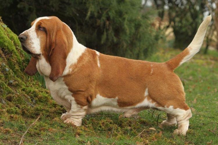 Бассет-хаунд - Самые послушные породы собак
