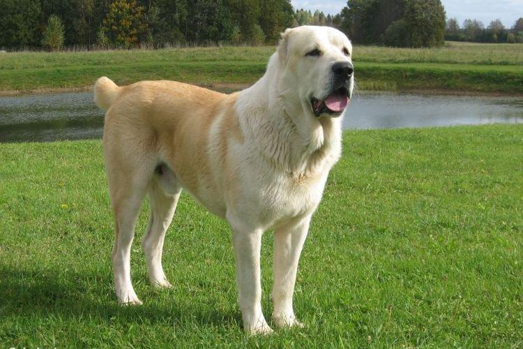 Алабай - Самые послушные породы собак