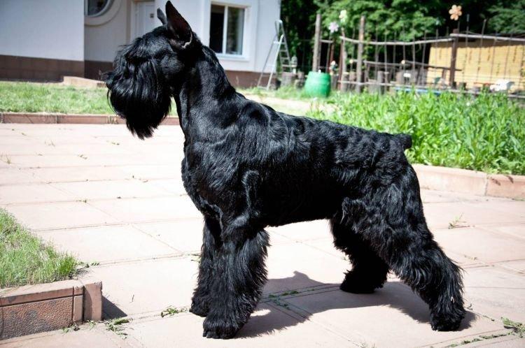 Ризеншнауцер - Самые послушные породы собак