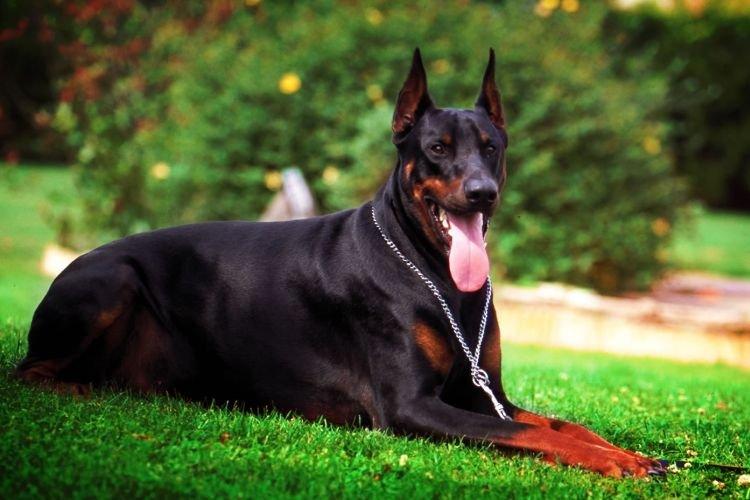 Доберман - Самые послушные породы собак
