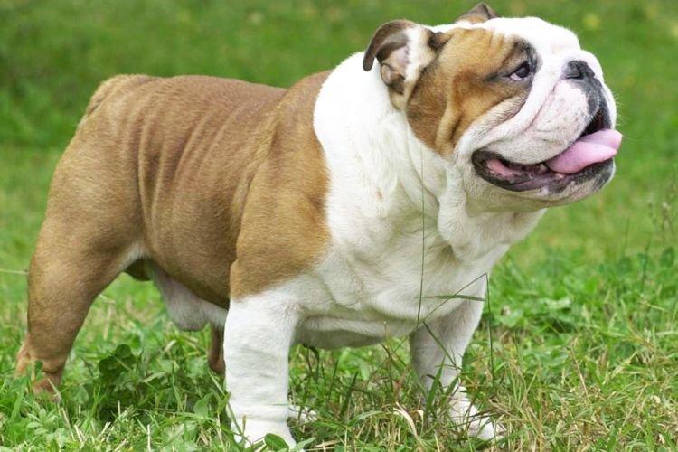 Английский бульдог - Самые послушные породы собак