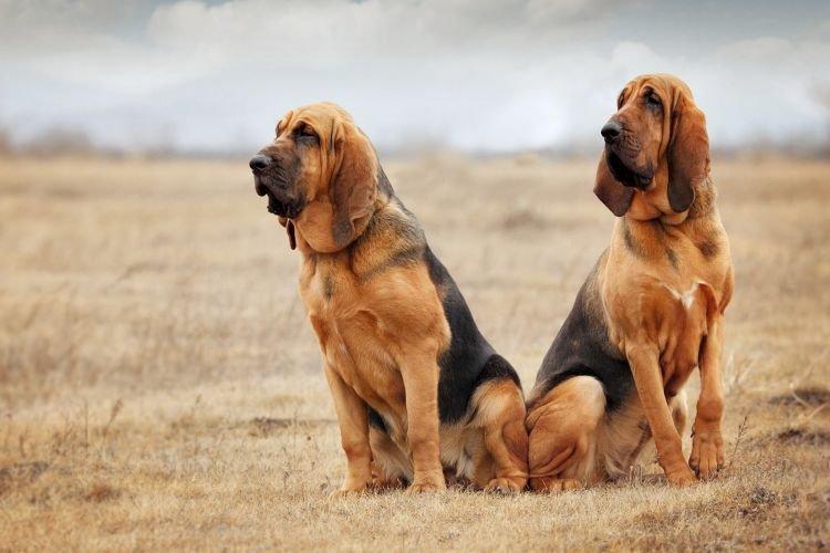 Бладхаунд - Самые послушные породы собак
