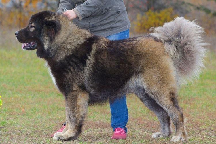 Кавказская овчарка - Самые послушные породы собак