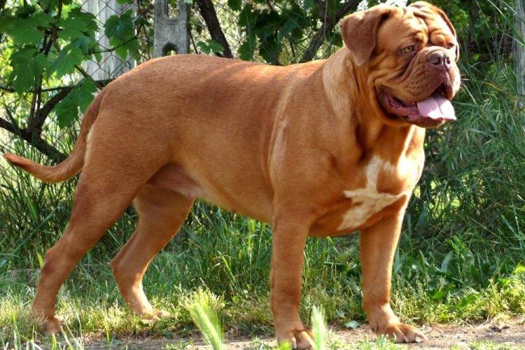 Бордоский дог - Самые послушные породы собак