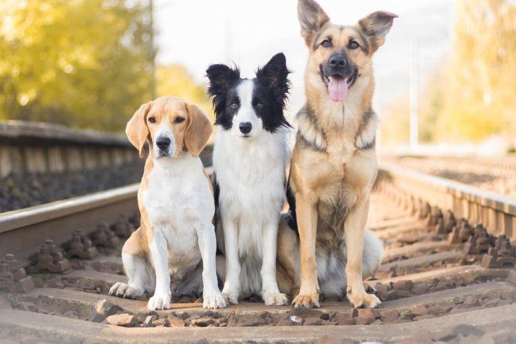Самые умные породы собак: названия и фото (каталог)