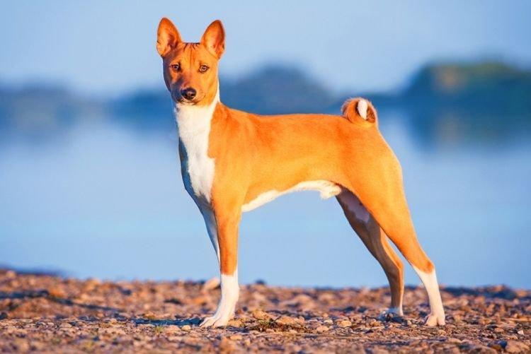 Басенджи - Самые умные породы собак