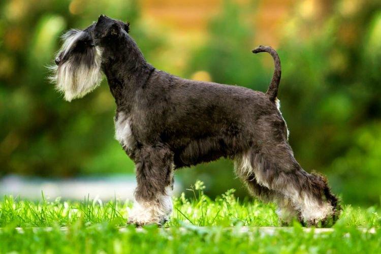 Цвергшнауцер - Самые умные породы собак
