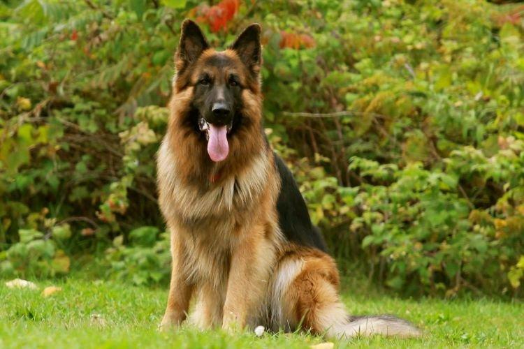 Немецкая овчарка - Самые умные породы собак