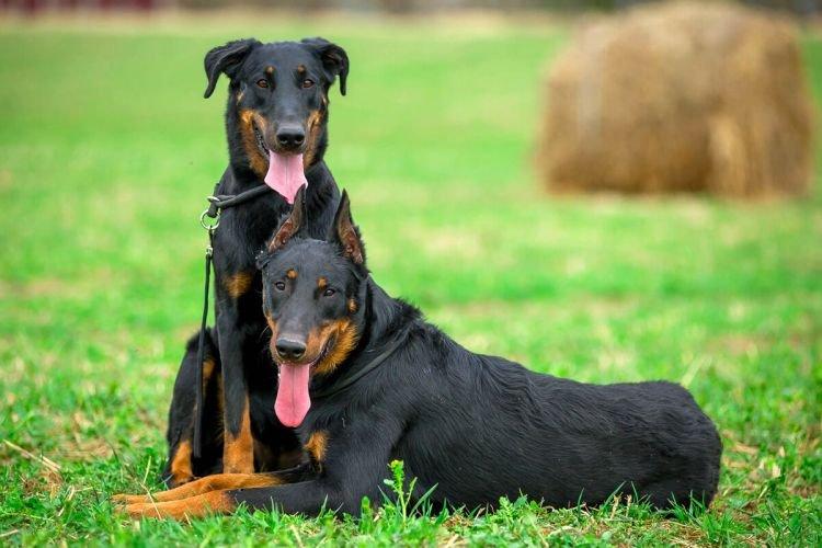 Босерон - Самые умные породы собак