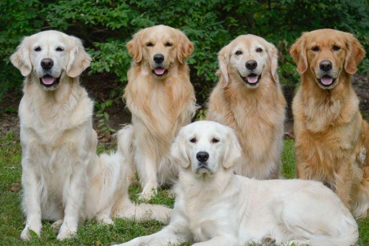 Золотистый ретривер - Самые умные породы собак