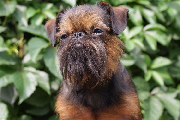 Брюссельский гриффон - Самые умные породы собак