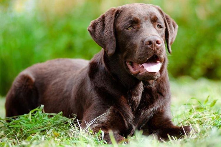 Лабрадор-ретривер - Самые умные породы собак