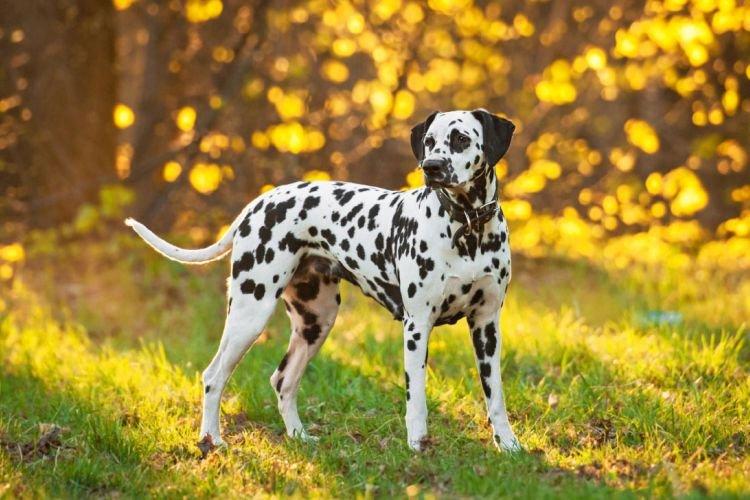 Далматин - Самые умные породы собак