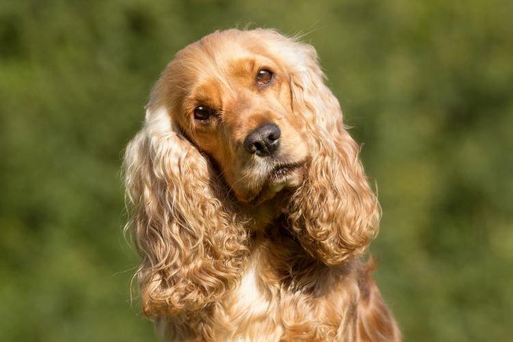 Английский кокер-спаниель - Самые умные породы собак