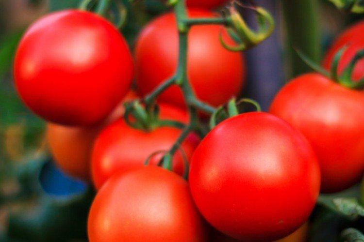 Ураган - Высокоурожайные сорта томатов для теплиц