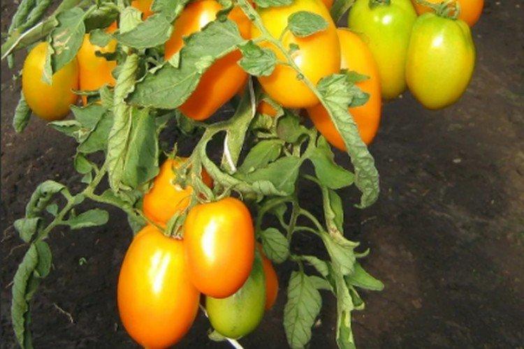 Подарок феи - Высокоурожайные сорта томатов для теплиц