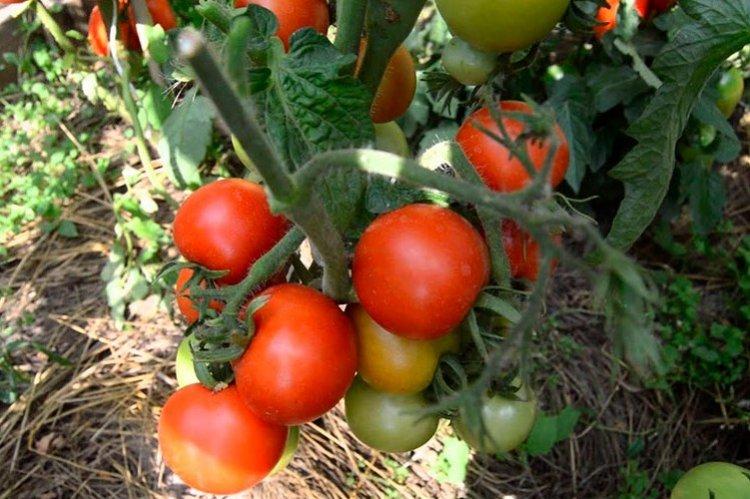 Снежная сказка - Высокоурожайные сорта томатов для теплиц