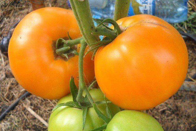 Раннее солнышко - Высокоурожайные сорта томатов для теплиц