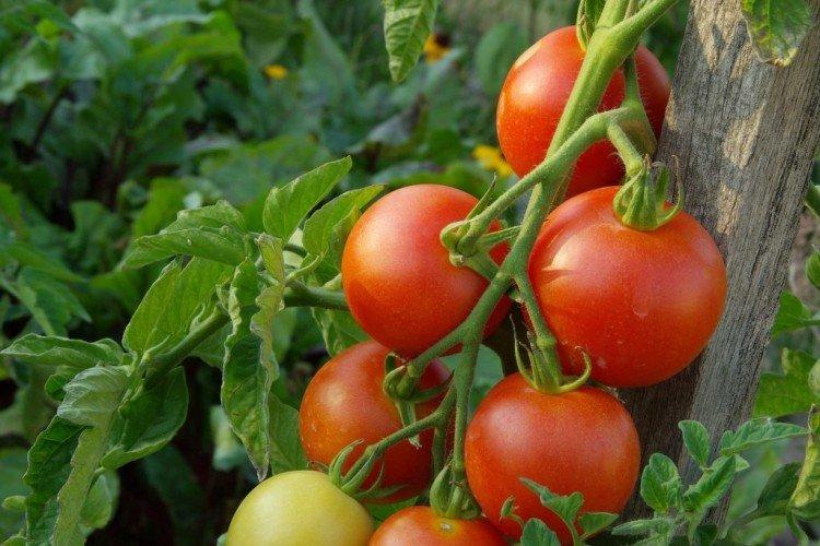 Интуиция - Высокоурожайные сорта томатов для открытого грунта