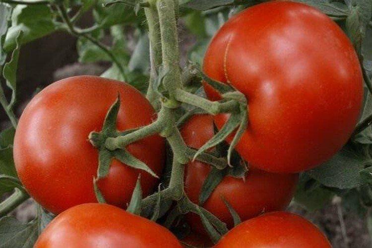 Сорт томатов татьяна с фото и описанием