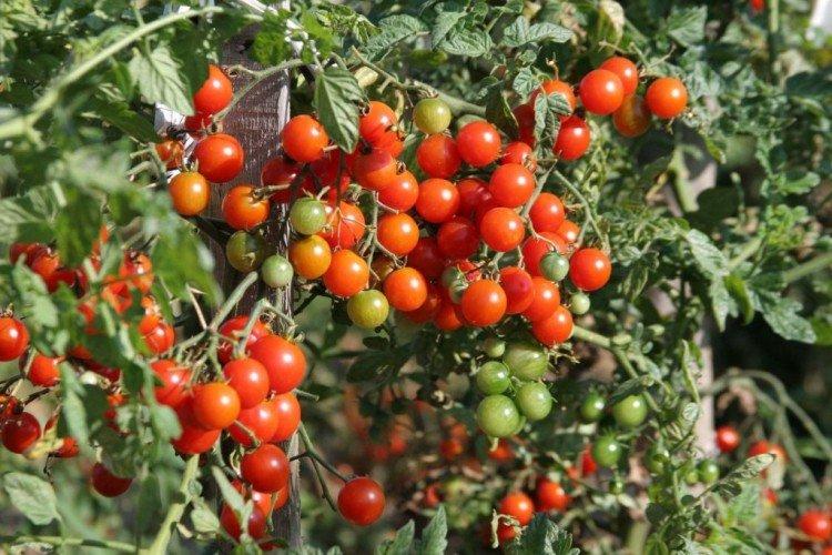 Вишневый коктейль - Высокоурожайные сорта томатов черри