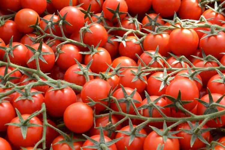 Марголь - Высокоурожайные сорта томатов черри