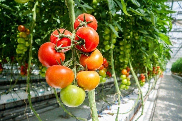 Волшебный каскад - Высокоурожайные сорта томатов черри