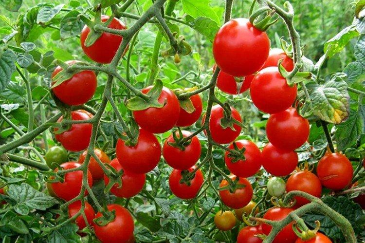 Садовая жемчужина - Высокоурожайные сорта томатов черри