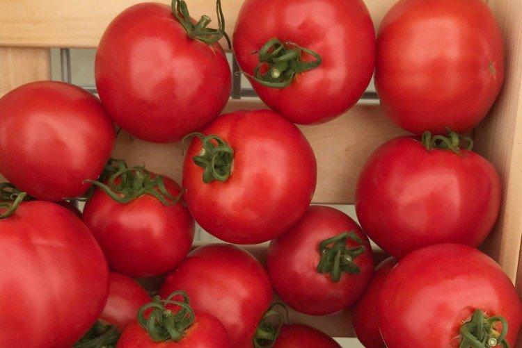 Султан - Самые высокоурожайные сорта томатов для Подмосковья