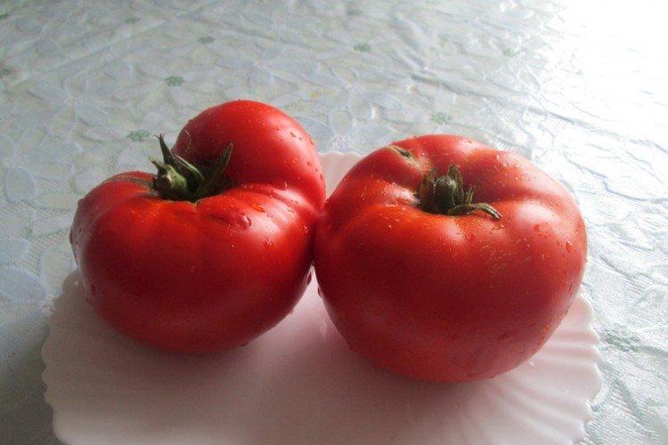 Тамара - Самые высокоурожайные сорта томатов для Подмосковья