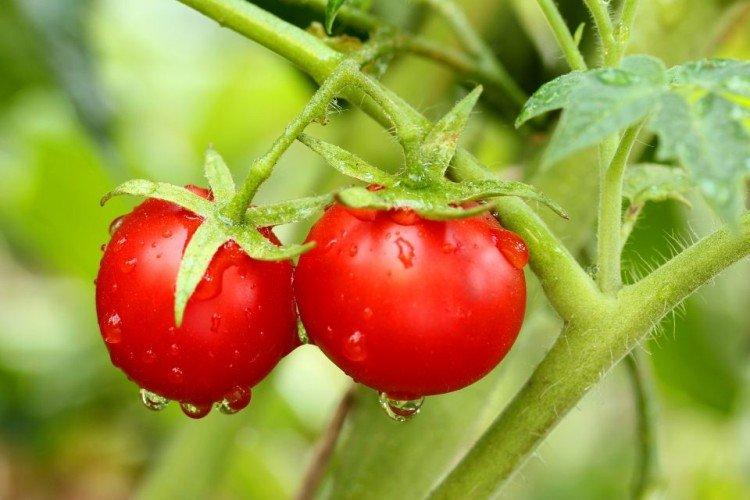 Оля - Самые высокоурожайные сорта томатов для Подмосковья