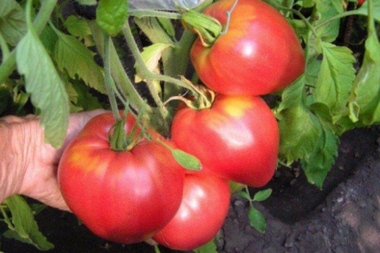 Севрюга - Самые высокоурожайные сорта томатов для Урала
