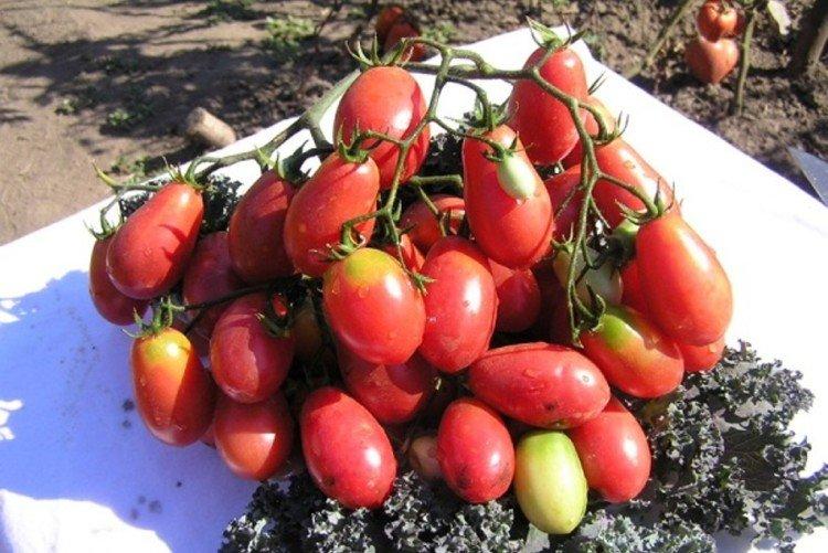 Розовый изюм - Самые высокоурожайные сорта томатов для Урала