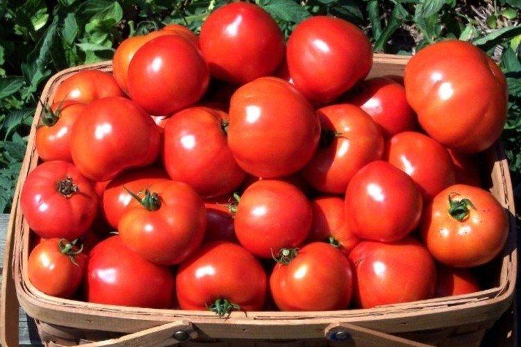 Самара - Самые высокоурожайные сорта томатов для Урала