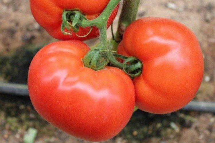 Краковяк - Самые высокоурожайные сорта томатов для Урала
