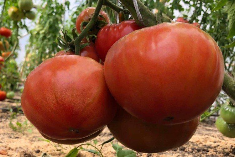 Бийская роза - Самые высокоурожайные сорта томатов для Урала