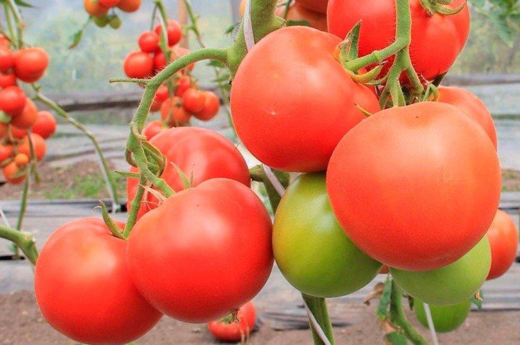 Кострома - Самые высокоурожайные сорта томатов для Сибири