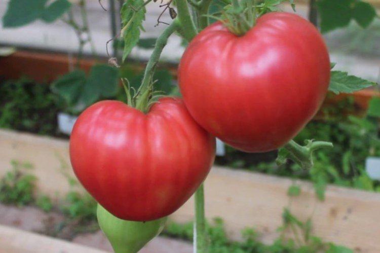 Абаканский - Самые высокоурожайные сорта томатов для Сибири