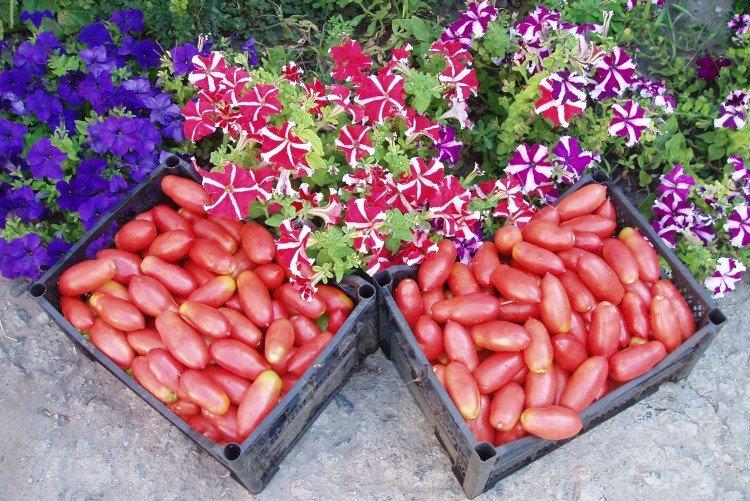 Розовая сосулька - Самые высокоурожайные сорта томатов для Сибири