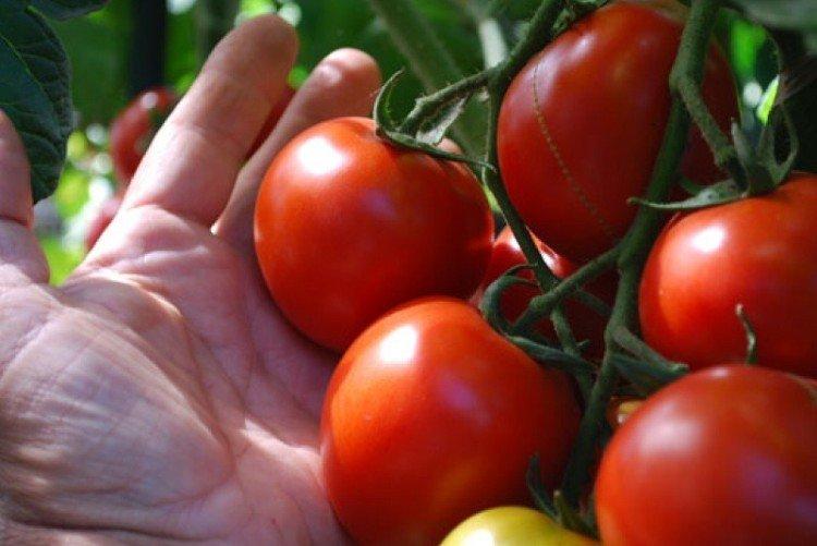 Афродита - Самые высокоурожайные сорта томатов для Сибири