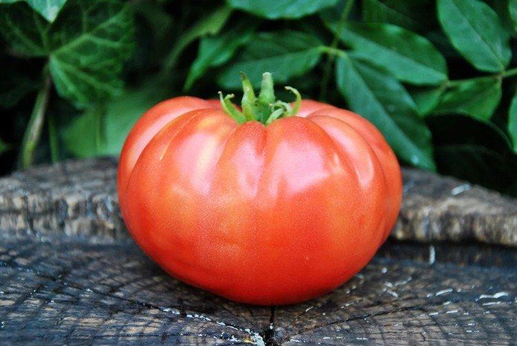 Бердский крупный - Самые высокоурожайные сорта томатов для Сибири
