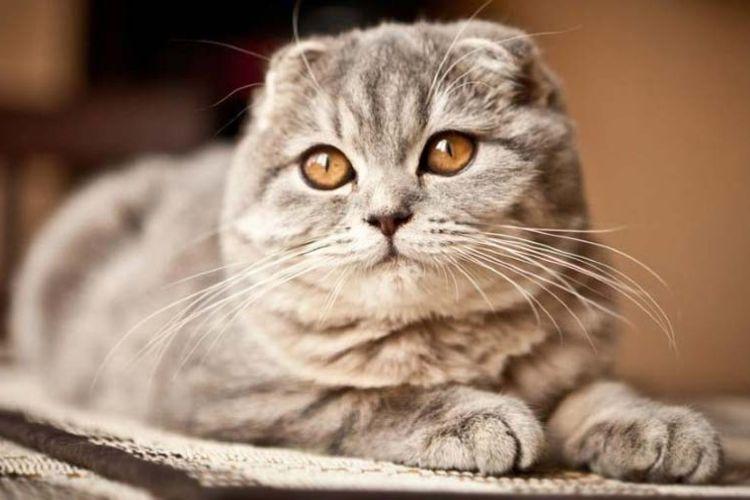 Шотландские вислоухие кошки: описание, характер и уход