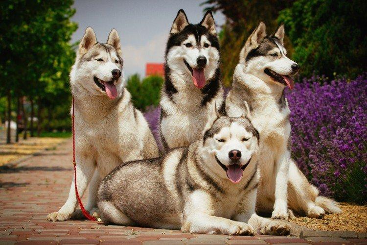 сибирский хаски сколько стоит щенка